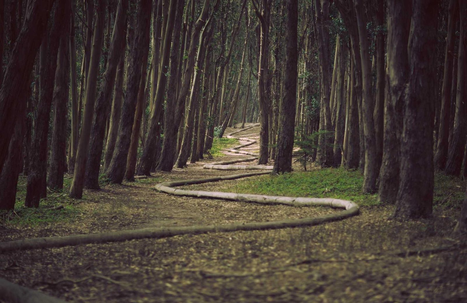 A path winding between rows of tall pine trunks