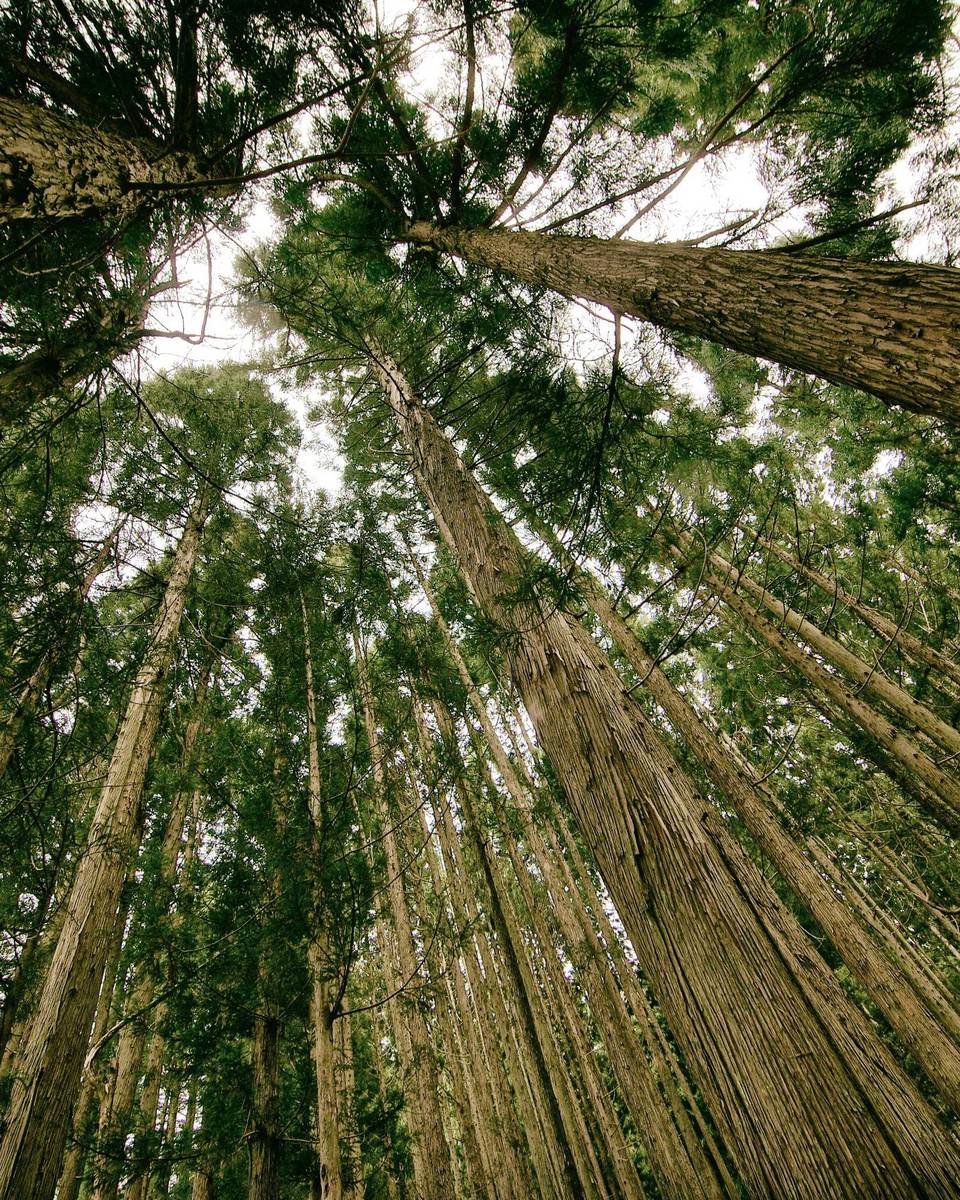Looking up through tall redwood trunks toward the canopy